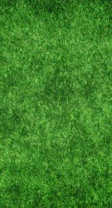 grass, lawn, garden-1659054.jpg